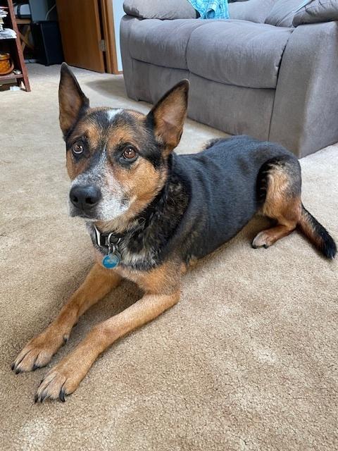 Bandit, a Adoptable mixed breed in Bellingham, WA image 2/2