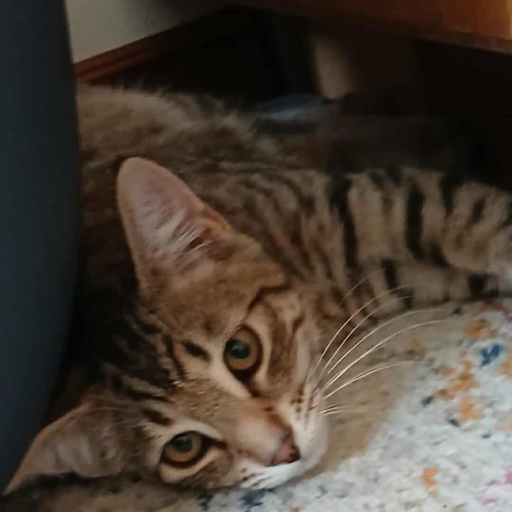 Leif, a Adoptable Domestic Short Hair in Ferndale, WA image 1/2