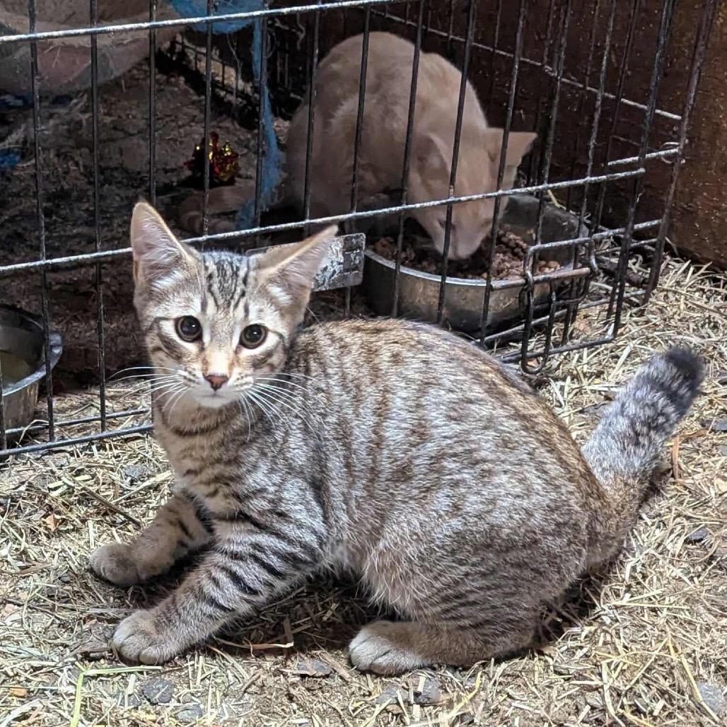 Leif, a Adoptable Domestic Short Hair in Ferndale, WA image 2/2