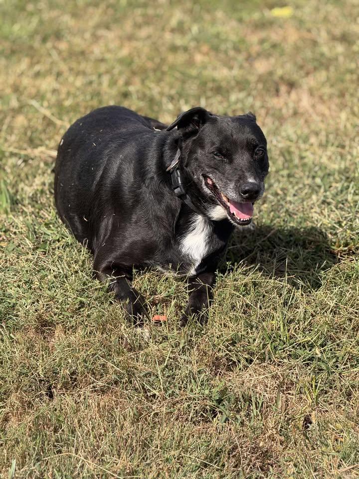 Big Mac, a Adoptable Black Labrador Retriever in Brownstown, IN image 1/4