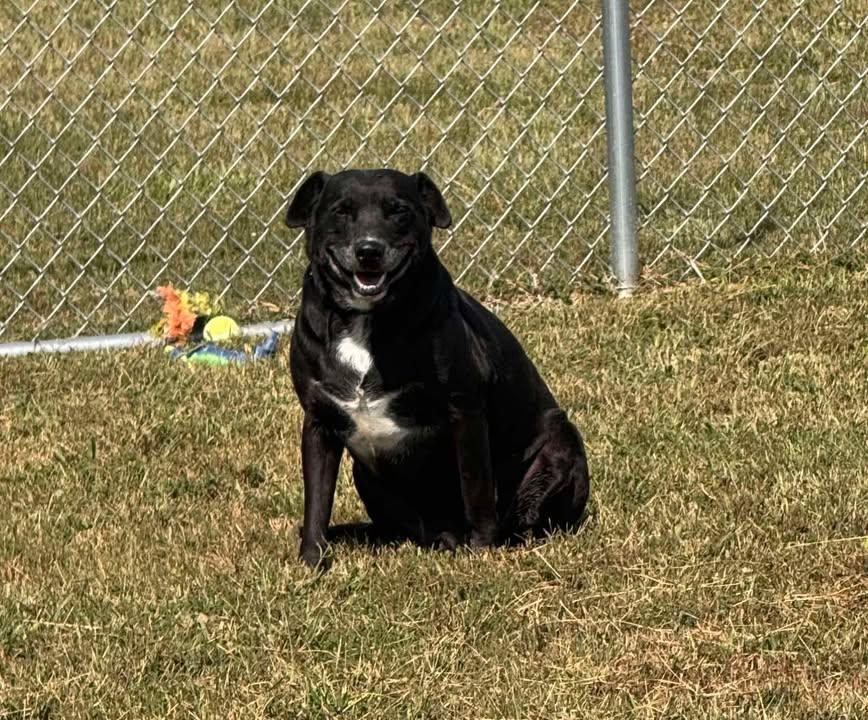 Big Mac, a Adoptable Black Labrador Retriever in Brownstown, IN image 2/4
