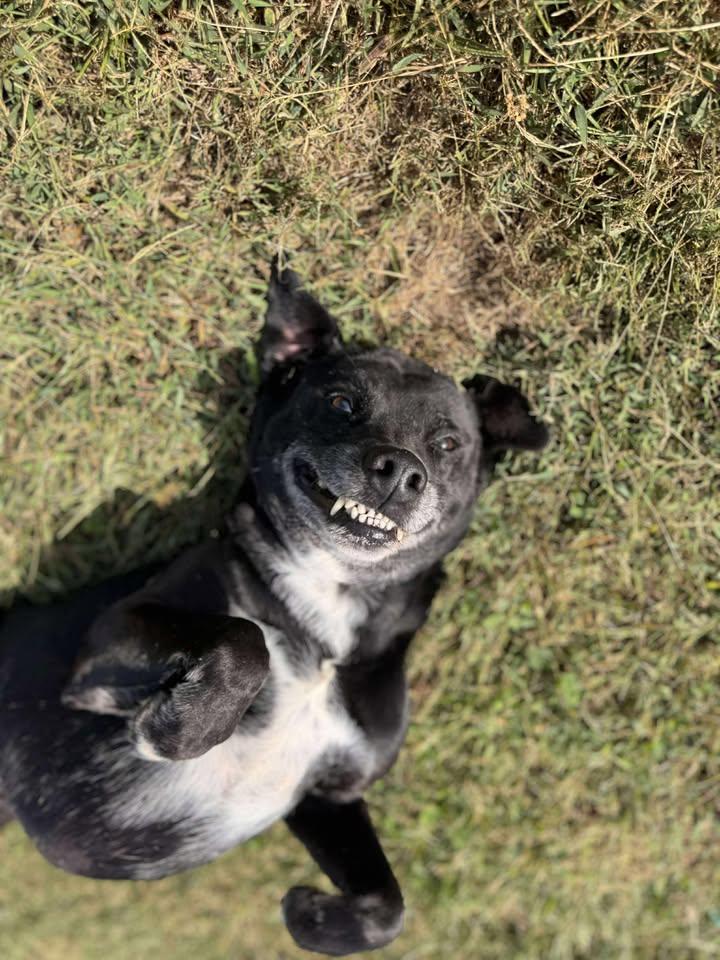 Big Mac, a Adoptable Black Labrador Retriever in Brownstown, IN image 3/4
