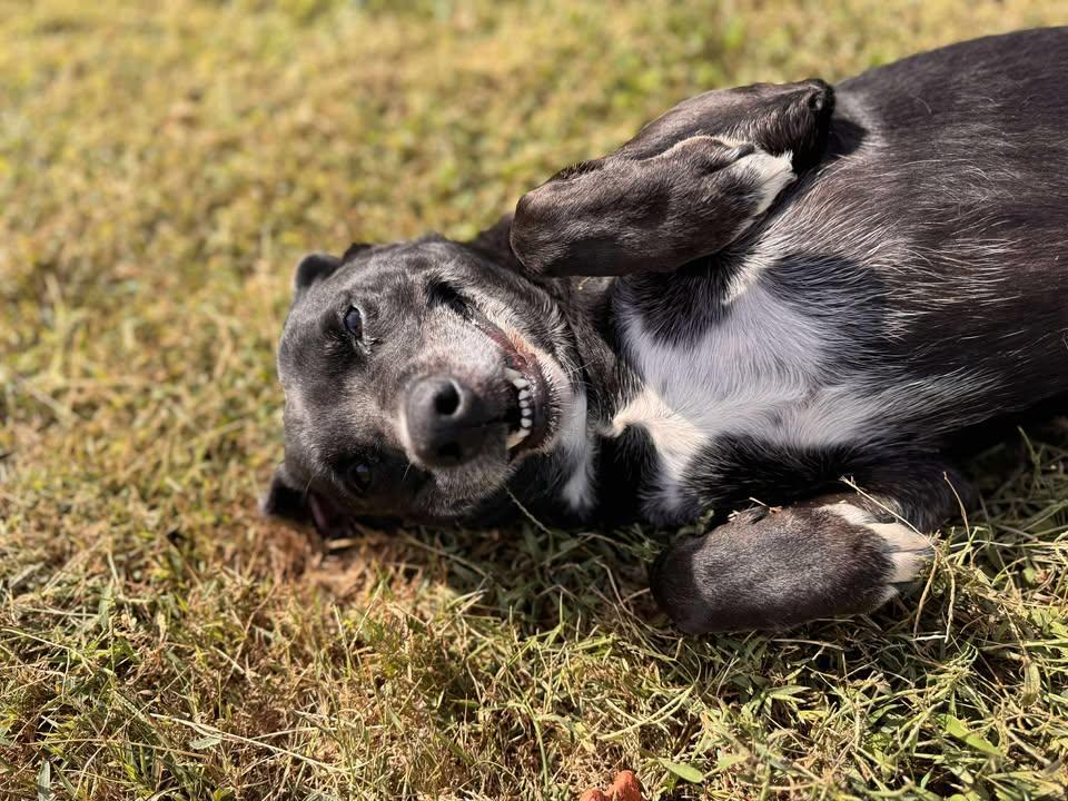 Big Mac, a Adoptable Black Labrador Retriever in Brownstown, IN image 4/4