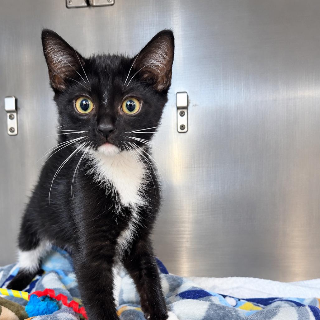 Enlarge Stapler, a Adoptable Domestic Short Hair in San Jacinto, CA image 1/2