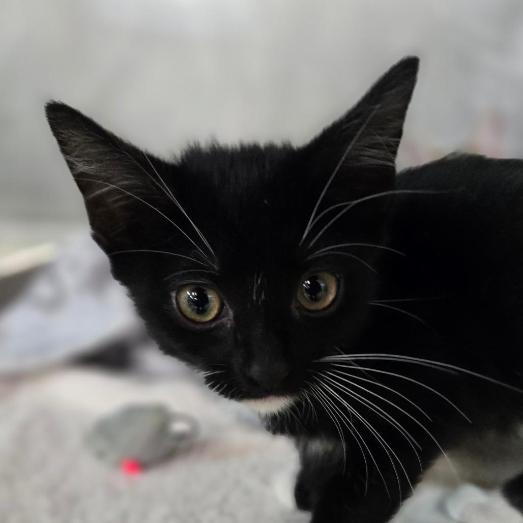 Enlarge Stapler, a Adoptable Domestic Short Hair in San Jacinto, CA image 2/2