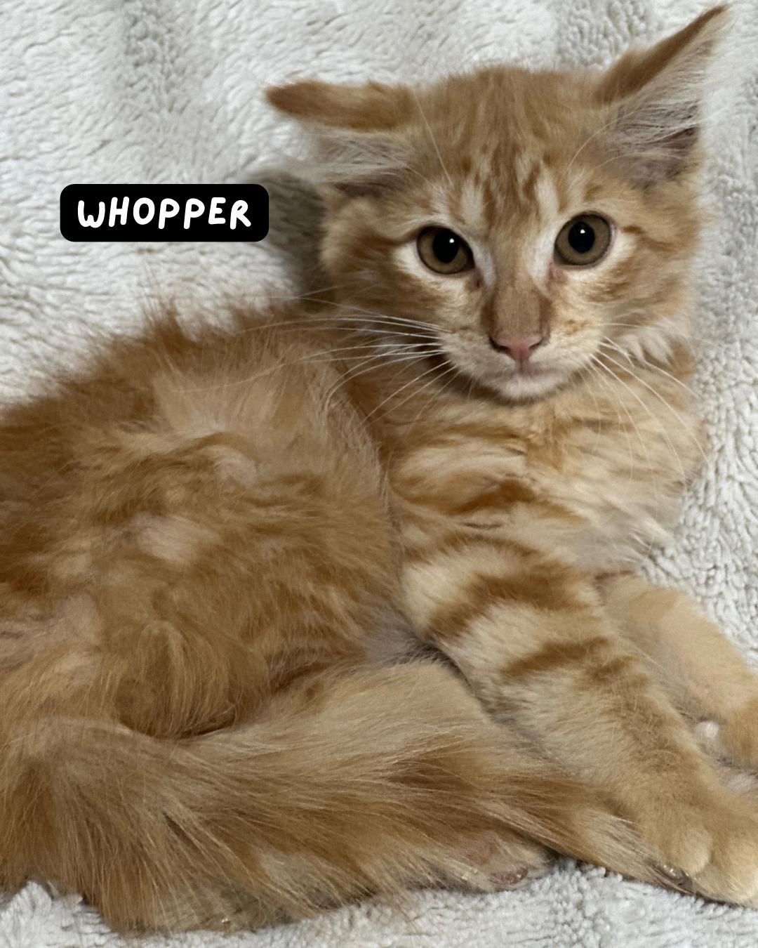 Whopper