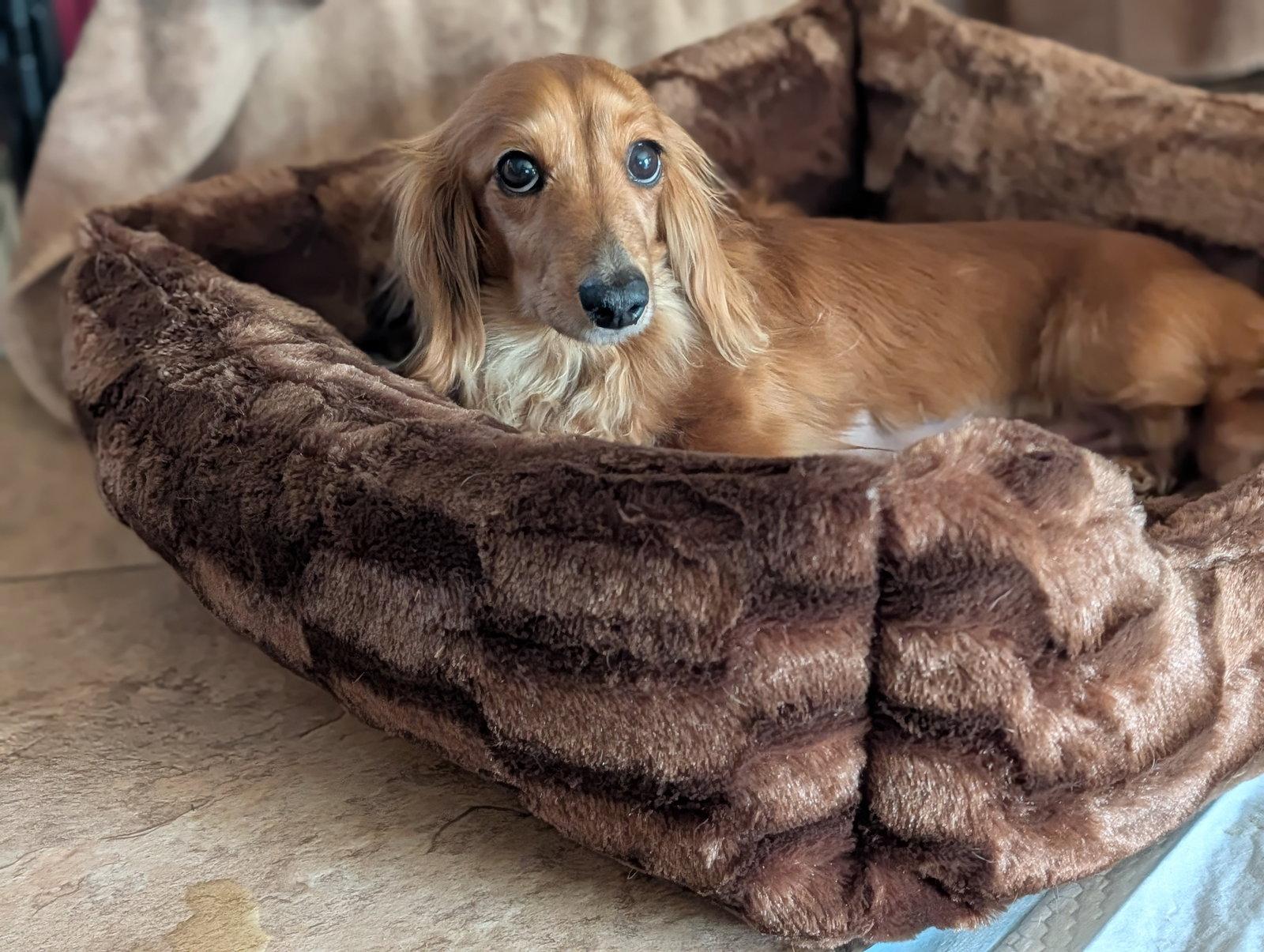 Enlarge Jenny, a Adoptable Dachshund in Sioux Falls, SD image 1/1