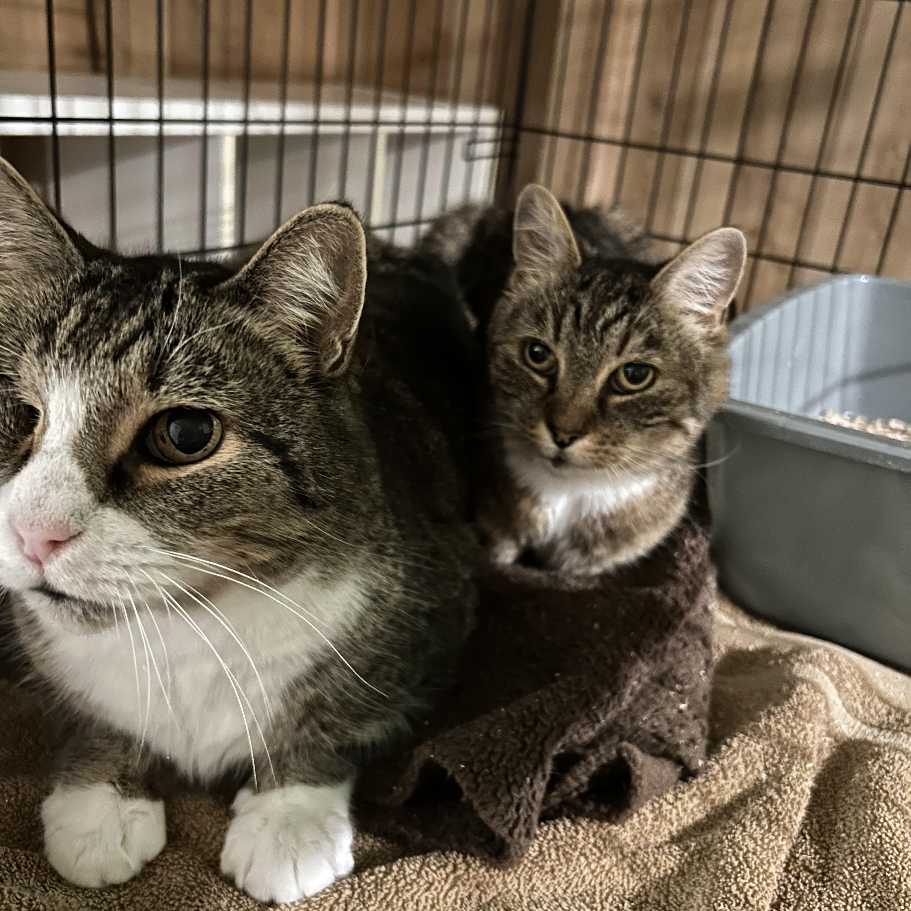 Duncan and Hanna, an adoptable Domestic Short Hair in Fredericton, NB, E3B 1K8 | Photo Image 1