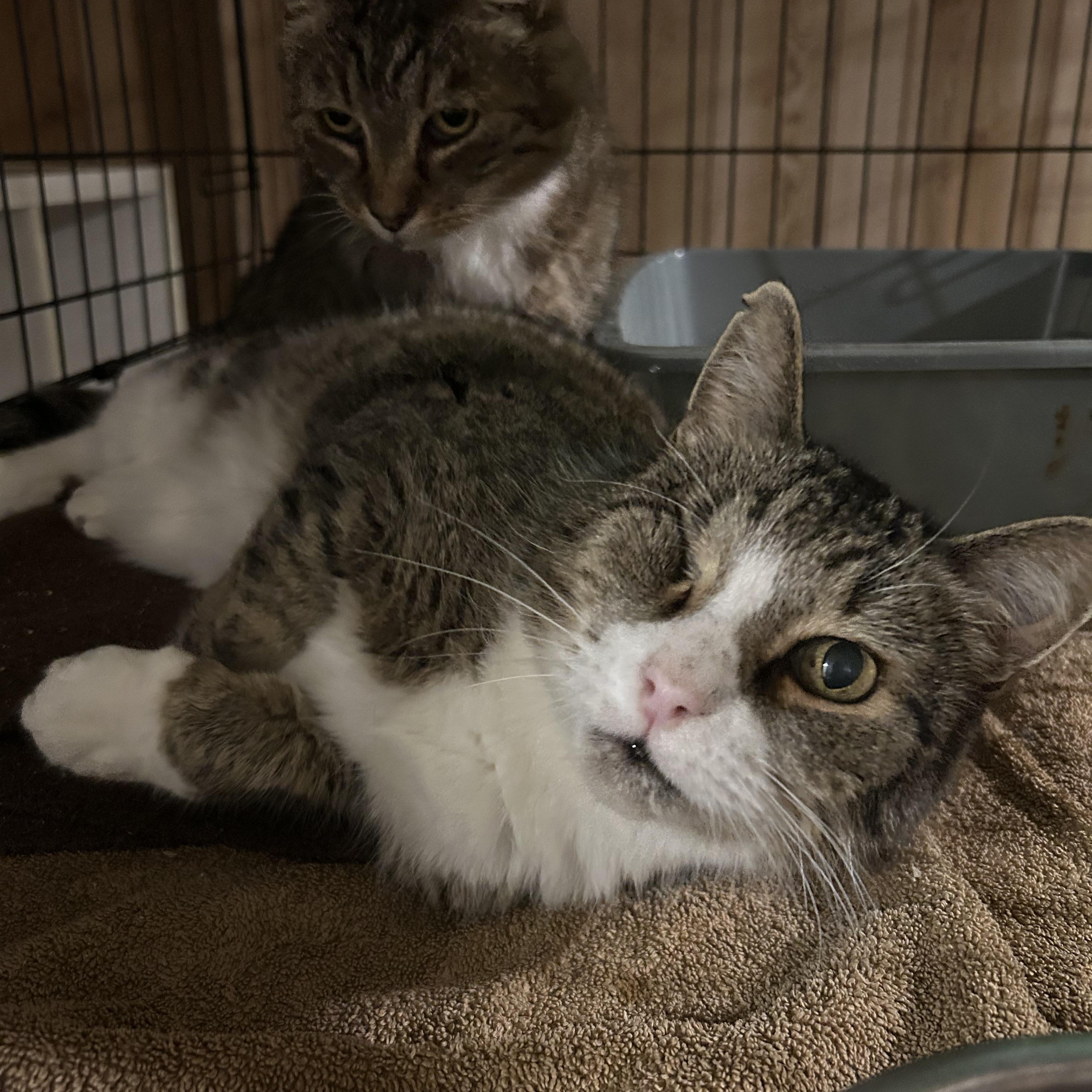 Duncan and Hanna, an adoptable Domestic Short Hair in Fredericton, NB, E3B 1K8 | Photo Image 3