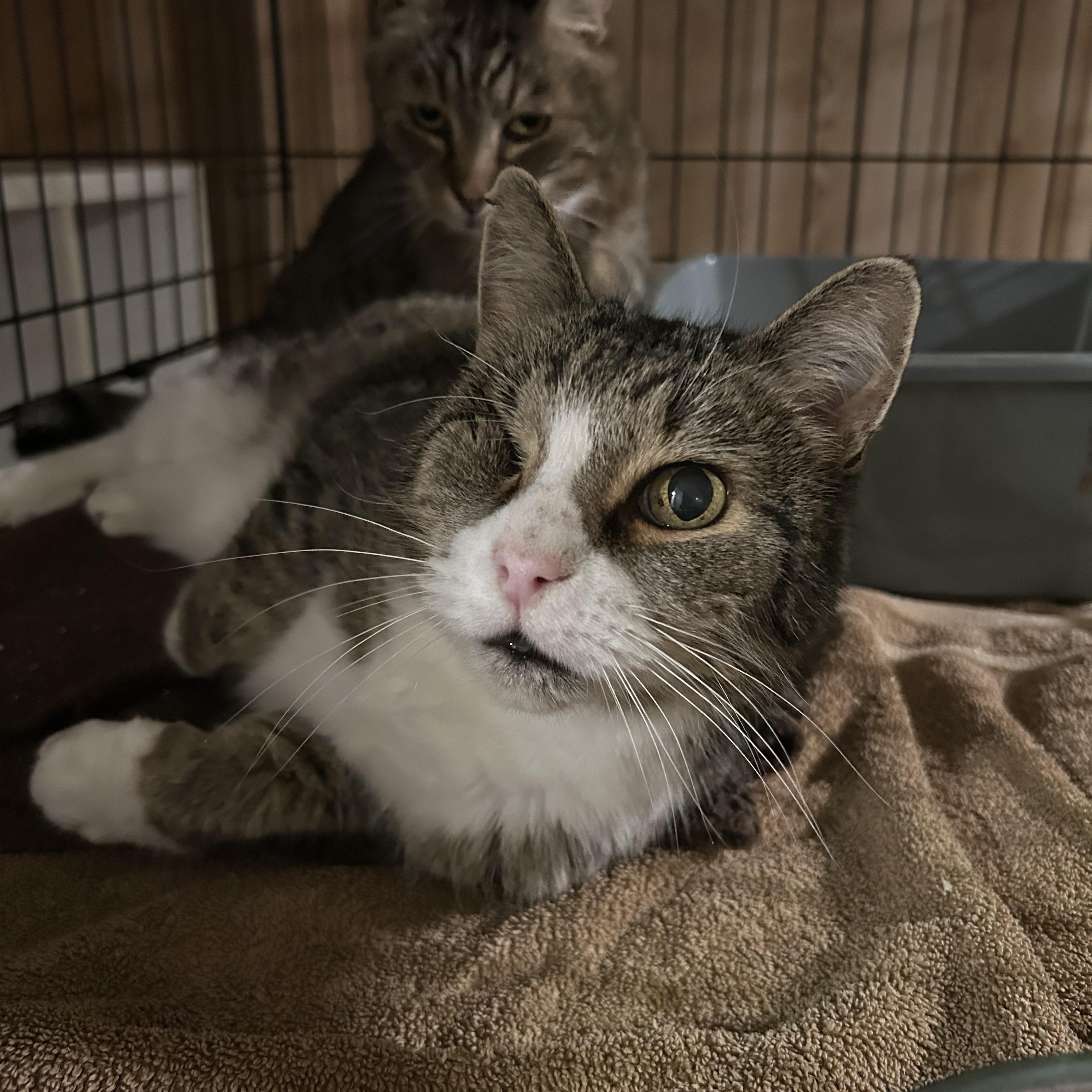 Duncan and Hanna, an adoptable Domestic Short Hair in Fredericton, NB, E3B 1K8 | Photo Image 4