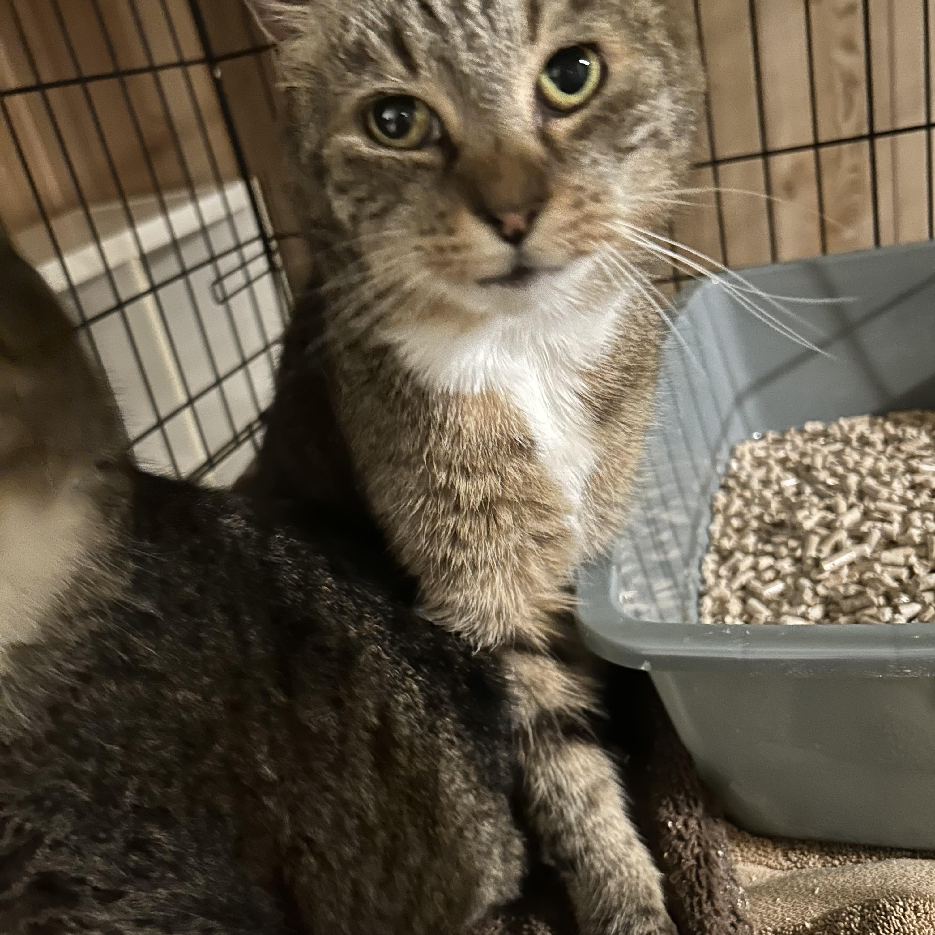 Enlarge Duncan and Hanna, a Adoptable Domestic Short Hair in Fredericton, NB image 5/5