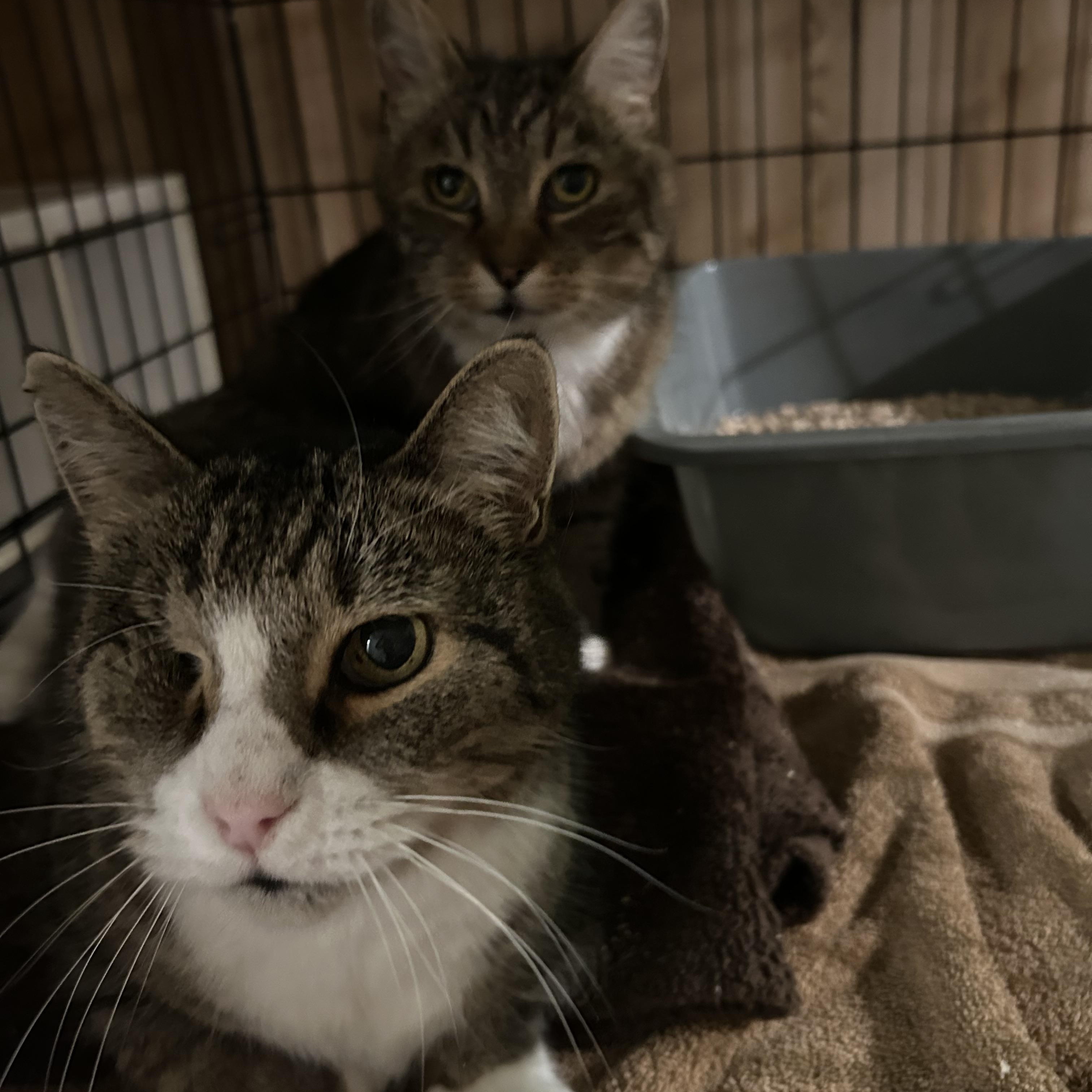 Enlarge Duncan and Hanna, a Adoptable Domestic Short Hair in Fredericton, NB image 2/5