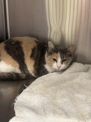 Callista thumbnail 2