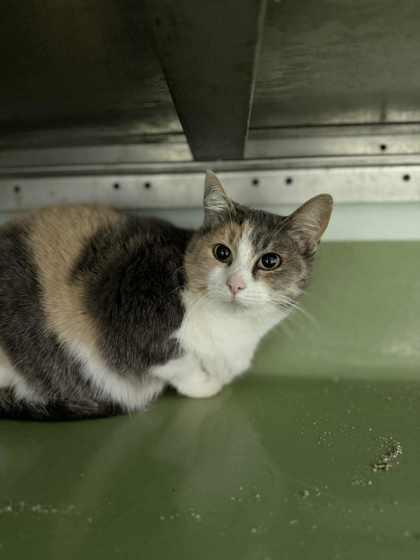 Callista thumbnail 3