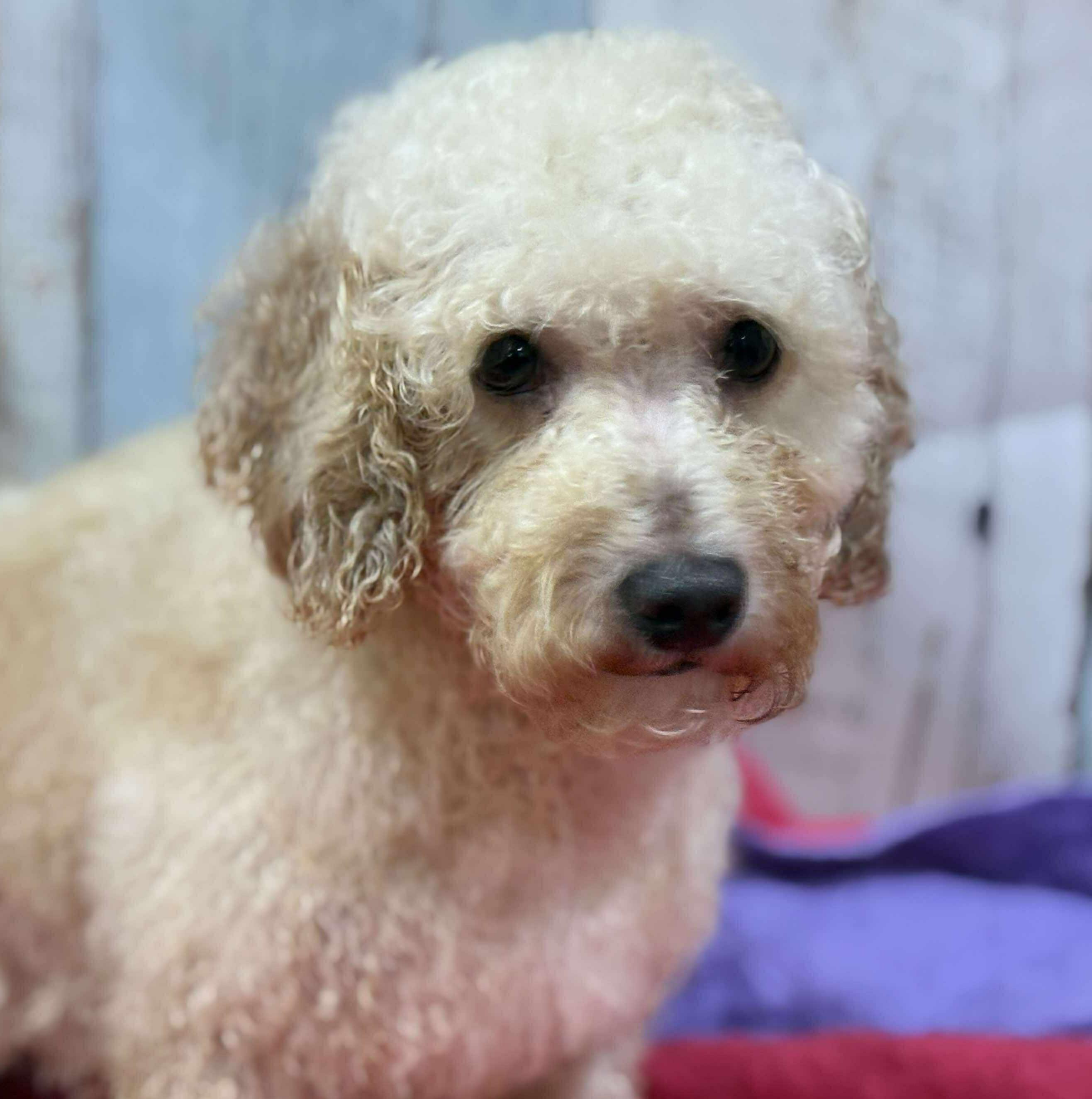 Macy, a Adoptable Miniature Poodle in Wheelersburg, OH image 2/2