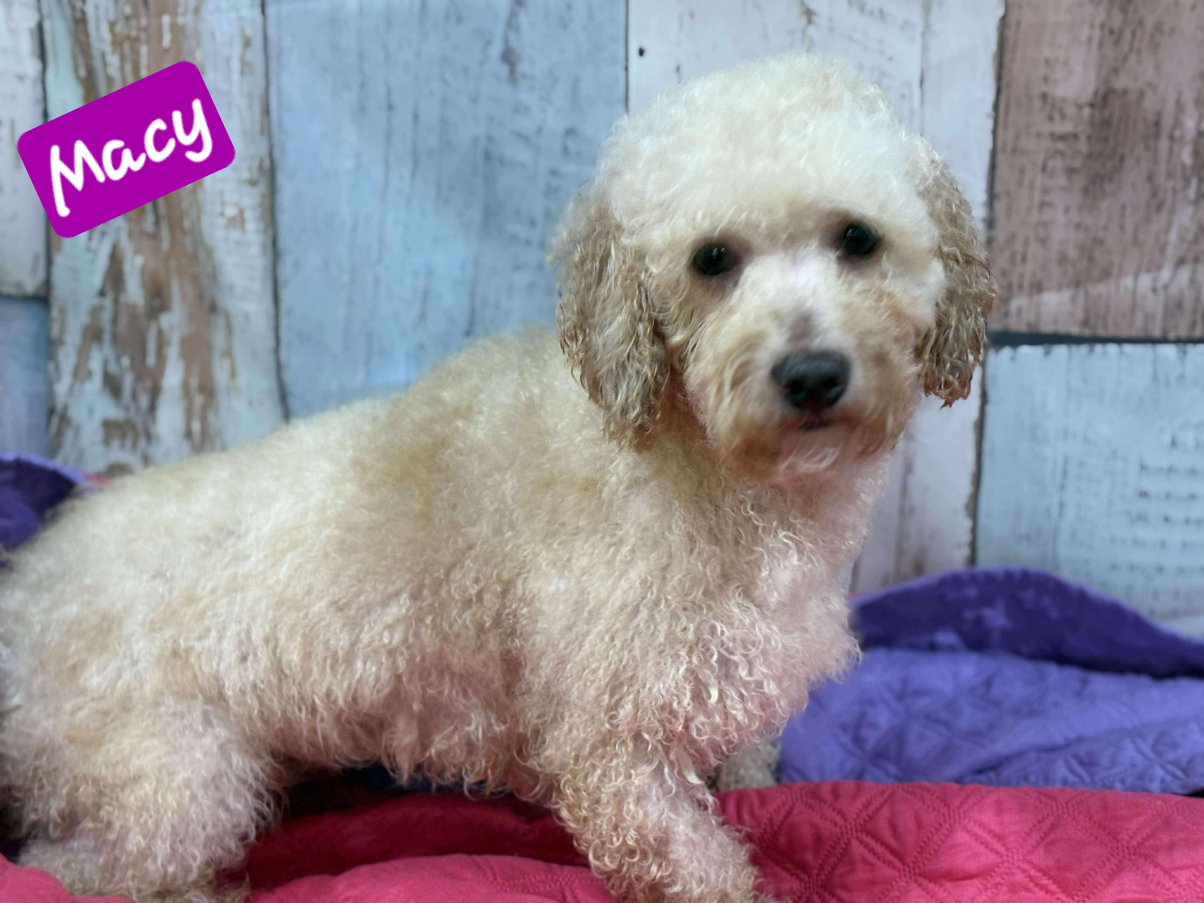 Macy, a Adoptable Miniature Poodle in Wheelersburg, OH image 1/2