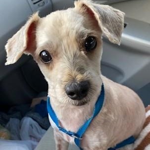Good JuJu, a ADOPTABLE mixed breed in Dripping Springs, TX image 3/3
