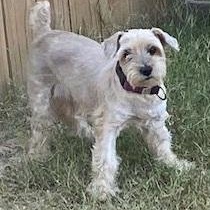 JuJu, Adopted, Adult Male Schnoodle.
