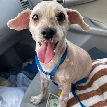 Good JuJu, a ADOPTABLE mixed breed in Dripping Springs, TX image 2/3