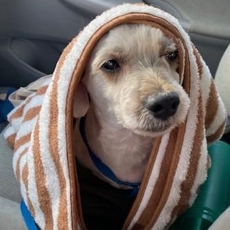 Good JuJu, a ADOPTABLE mixed breed in Dripping Springs, TX image 1/3