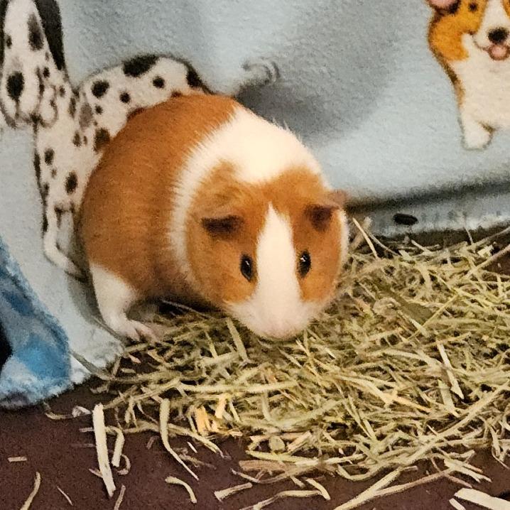 Biscuit-In foster - See my Video!, Adoptable, Baby Female Guinea Pig.