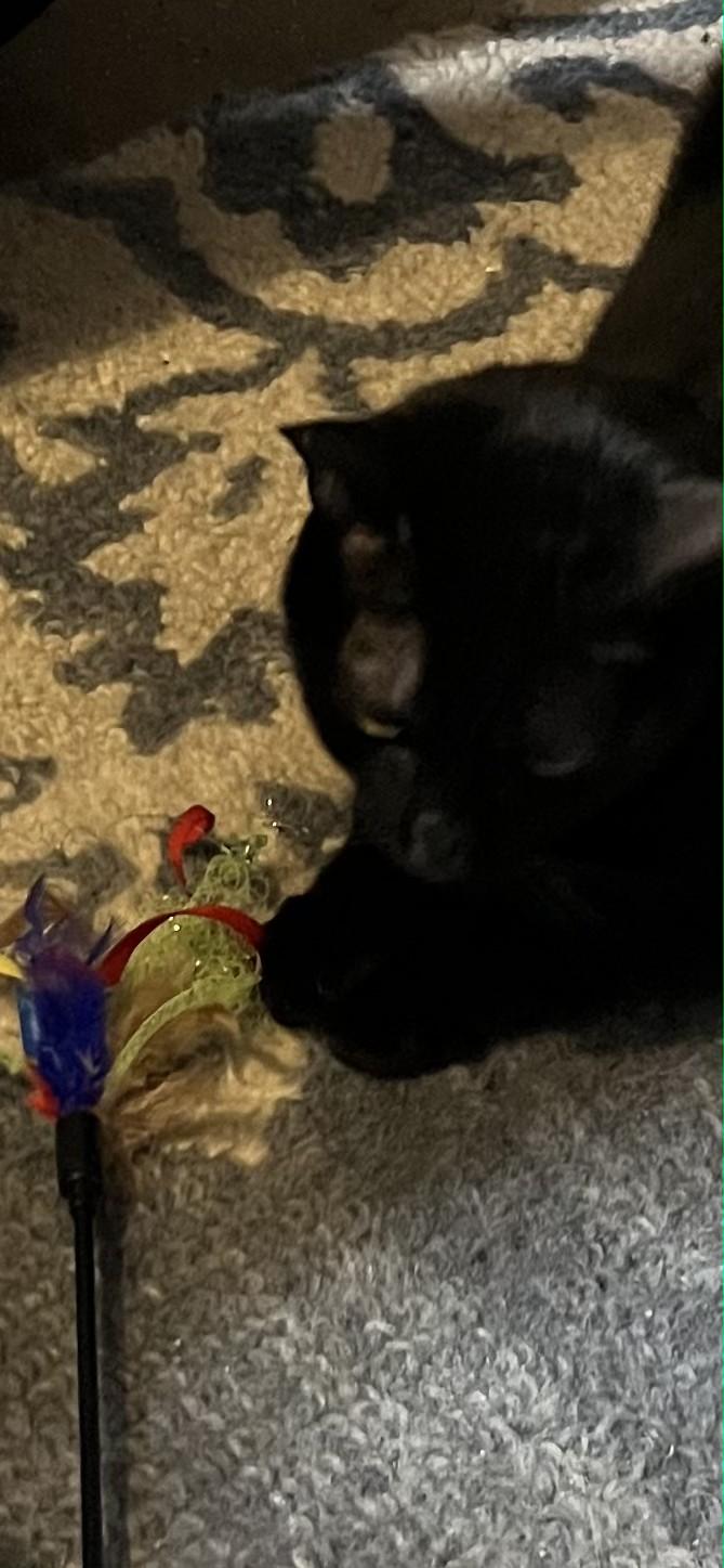 Enlarge Tres, a Adoptable mixed breed in Fort Worth, TX image 6/6