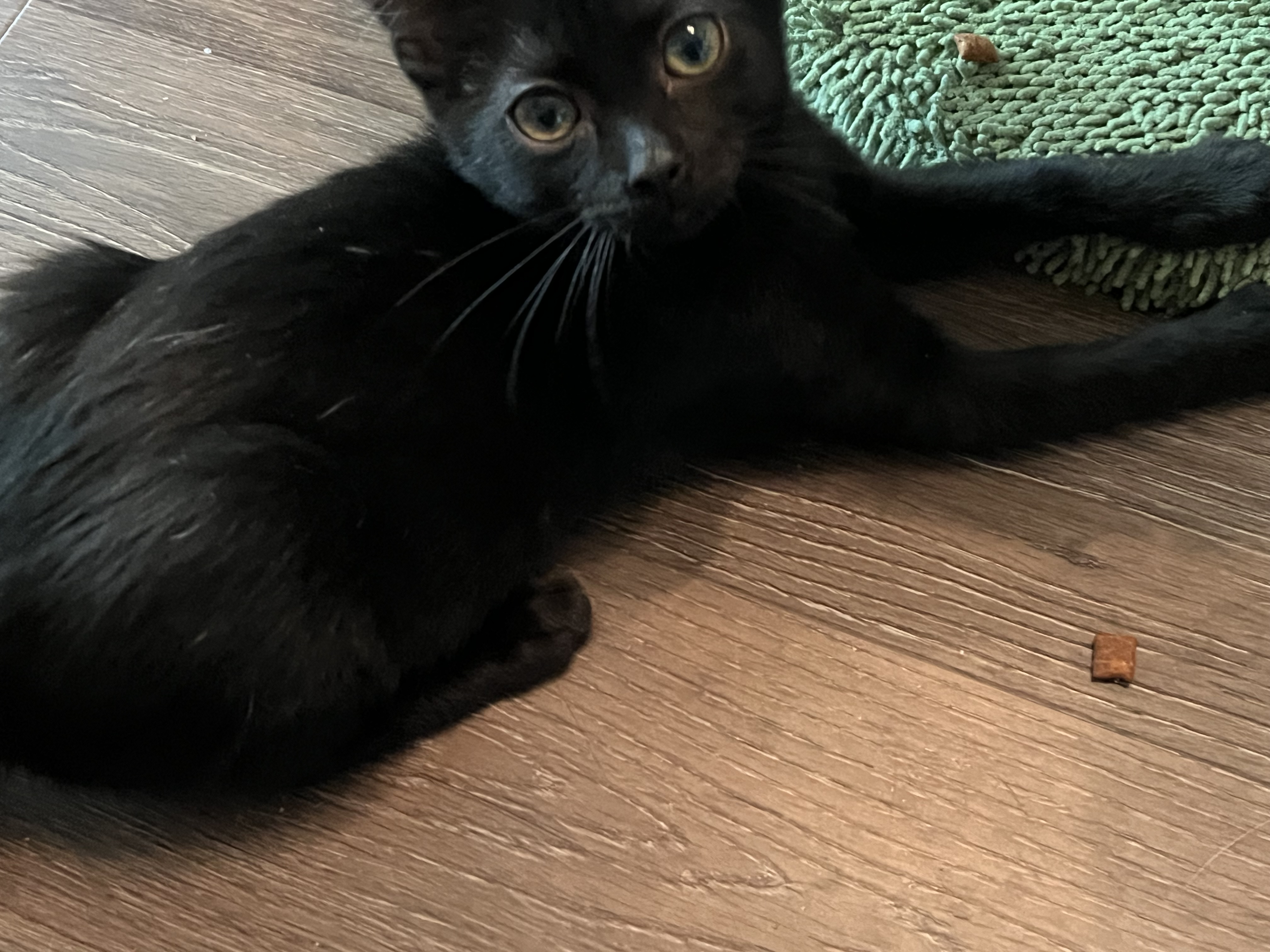 Enlarge Tres, a Adoptable mixed breed in Fort Worth, TX image 2/6