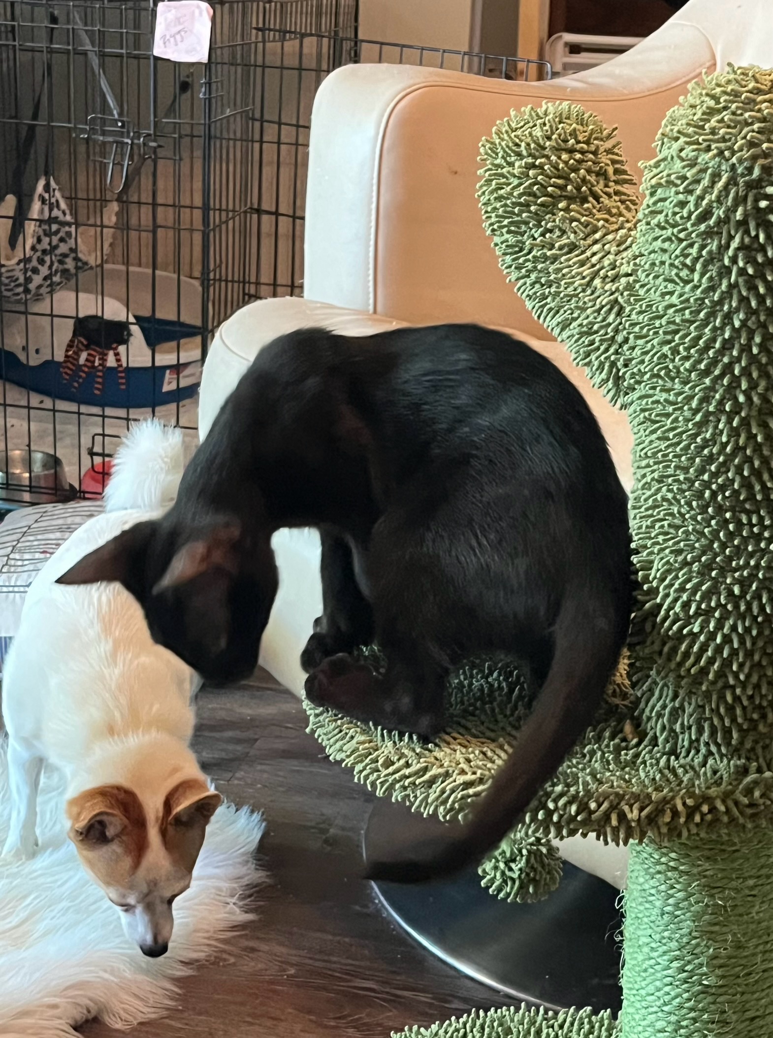 Enlarge Tres, a Adoptable mixed breed in Fort Worth, TX image 3/6