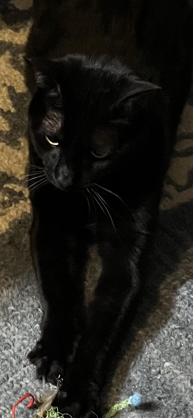 Enlarge Tres, a Adoptable mixed breed in Fort Worth, TX image 5/6