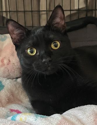 Tres, Adoptable, Young Male Domestic Short Hair & Bombay.