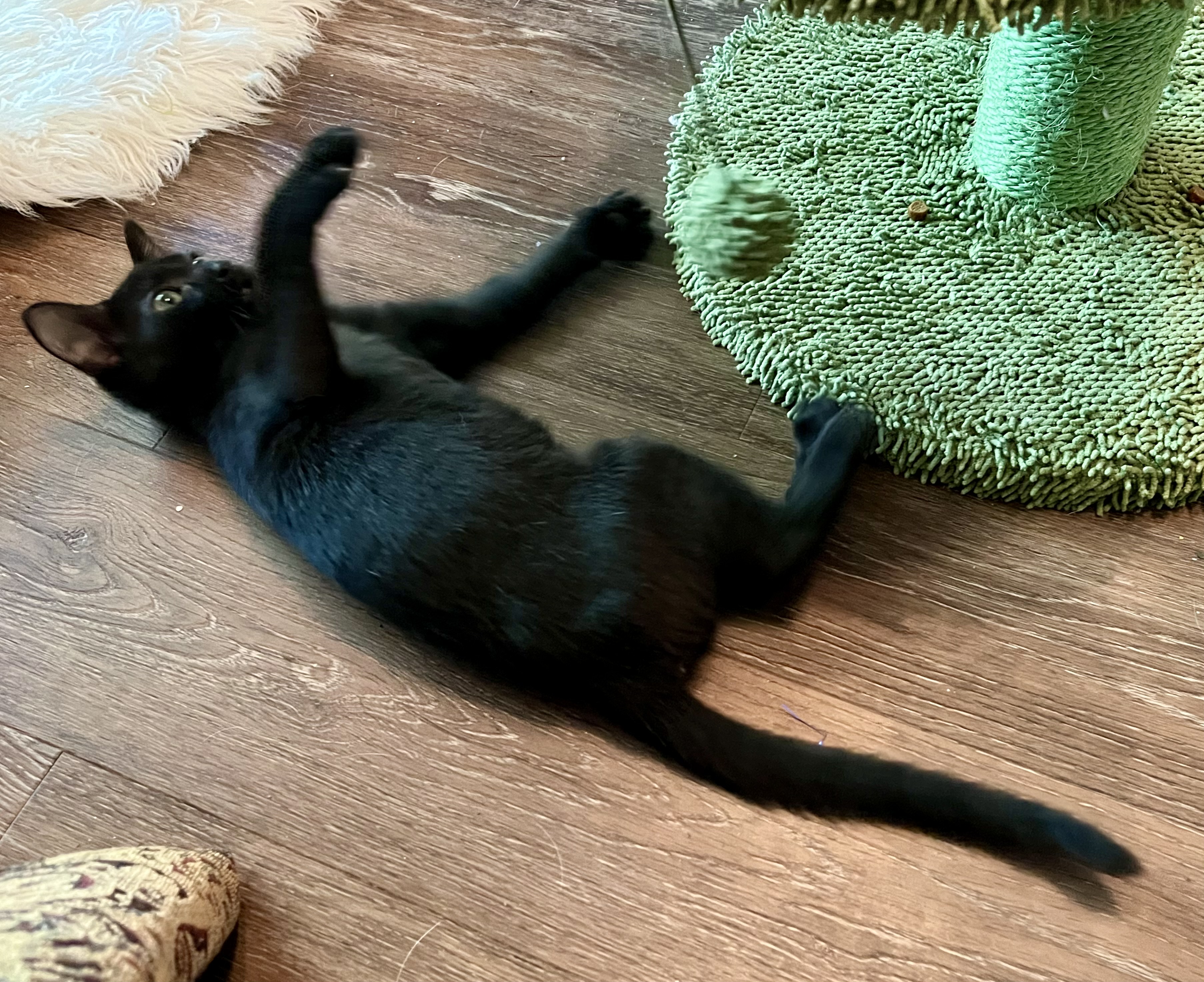 Enlarge Tres, a Adoptable mixed breed in Fort Worth, TX image 4/6