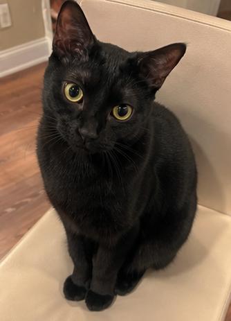 Tres, a Adoptable mixed breed in Fort Worth, TX image 2/3