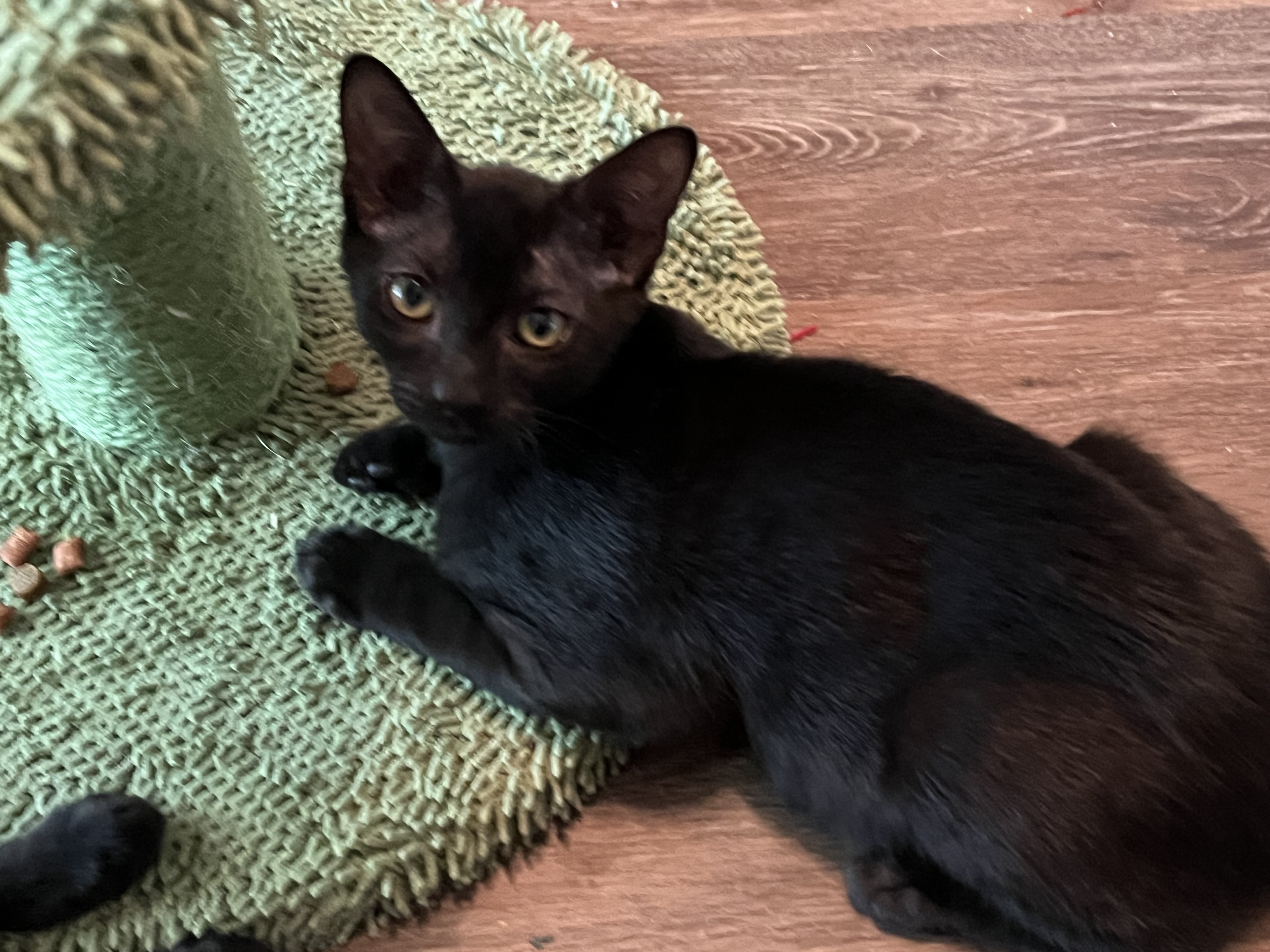 Tres, Adoptable, Young Male Domestic Short Hair & Bombay.