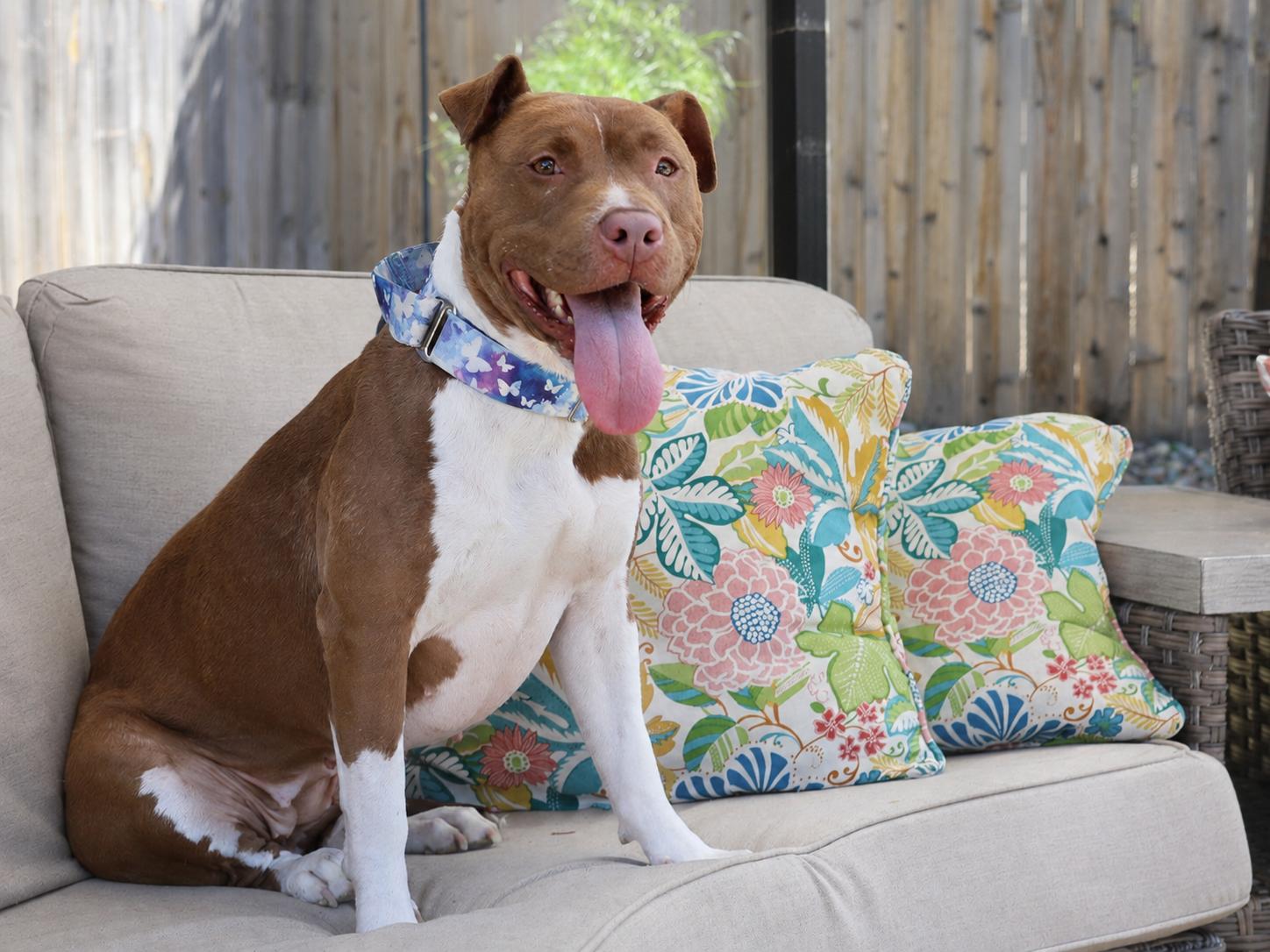 Enlarge Calypso, a Adoptable mixed breed in Sioux Falls, SD image 5/6