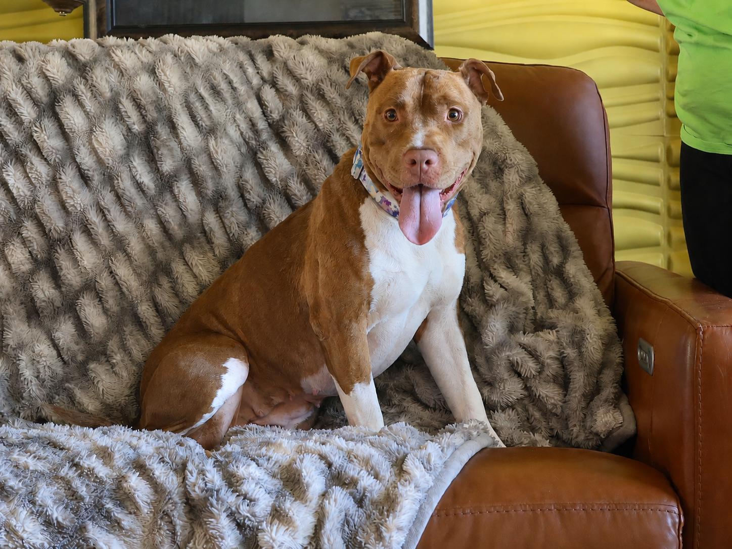 Enlarge Calypso, a Adoptable mixed breed in Sioux Falls, SD image 4/6