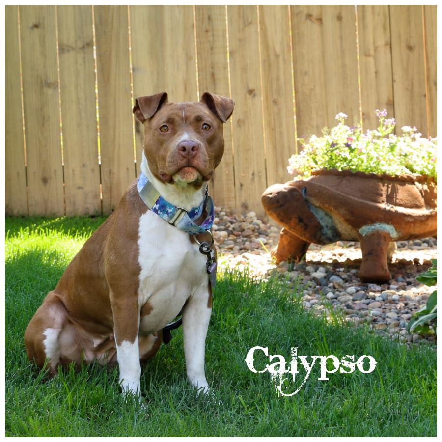 Calypso, Adoptable, Young Female Terrier.