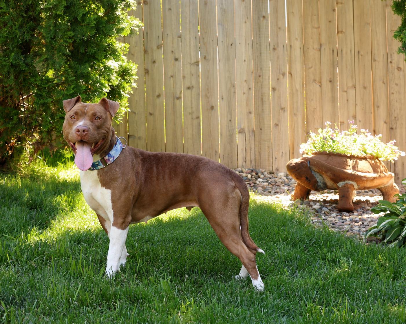 Enlarge Calypso, a Adoptable mixed breed in Sioux Falls, SD image 2/6