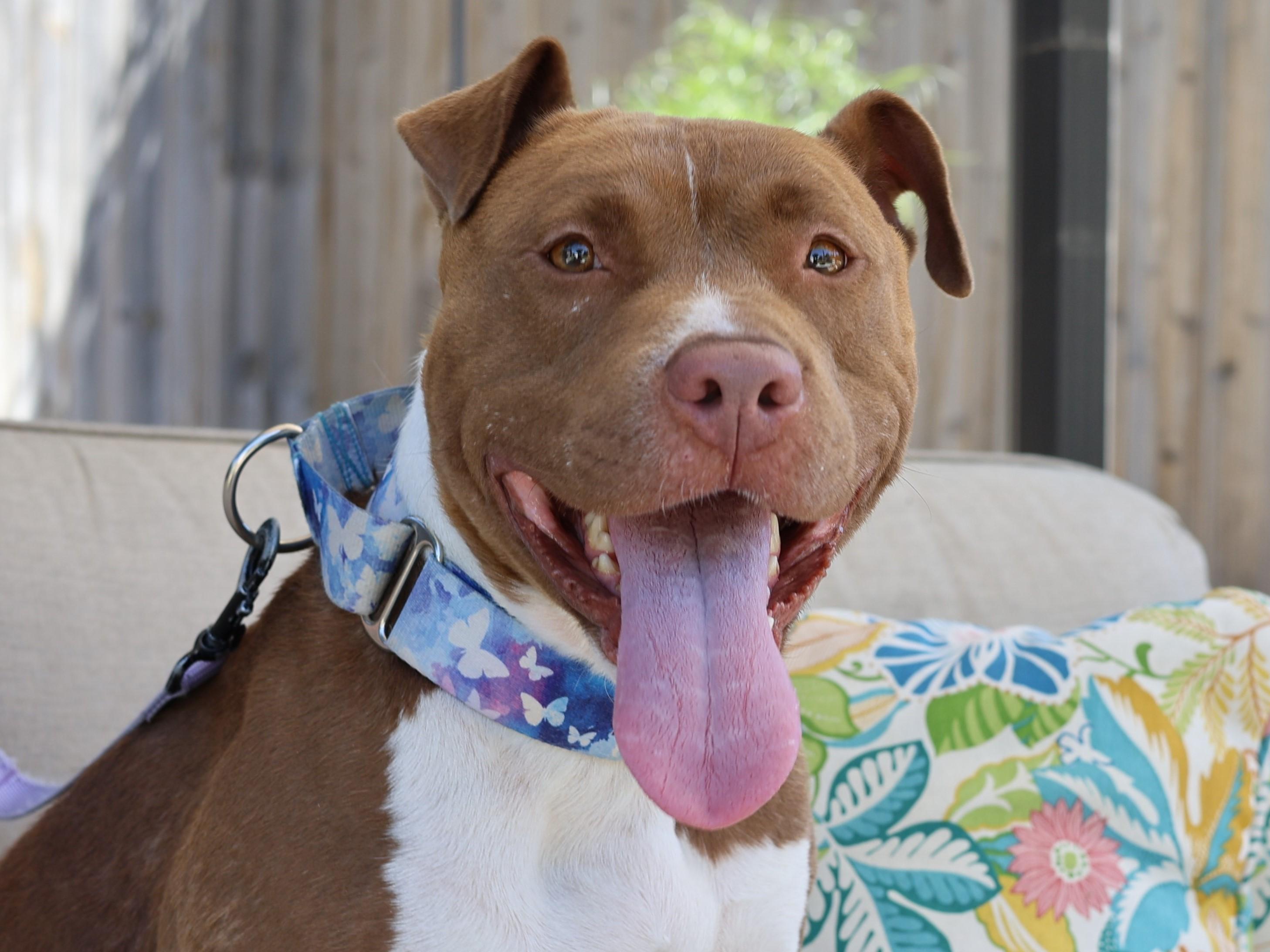 Enlarge Calypso, a Adoptable mixed breed in Sioux Falls, SD image 6/6
