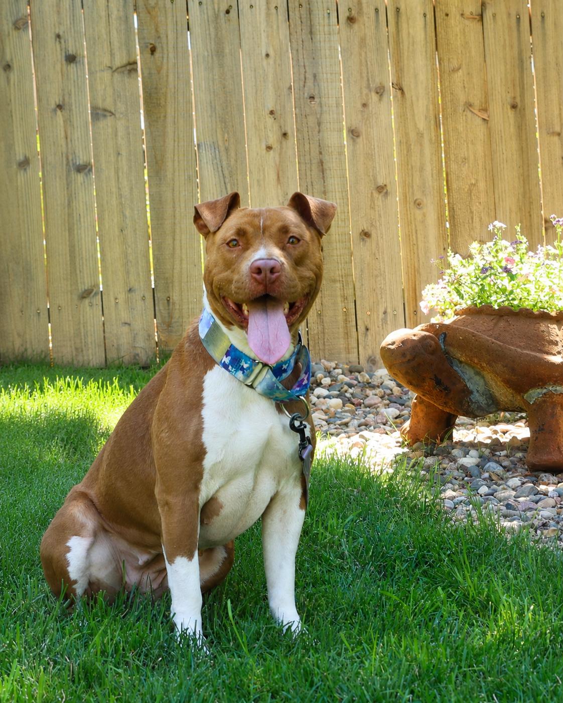 Enlarge Calypso, a Adoptable mixed breed in Sioux Falls, SD image 3/6