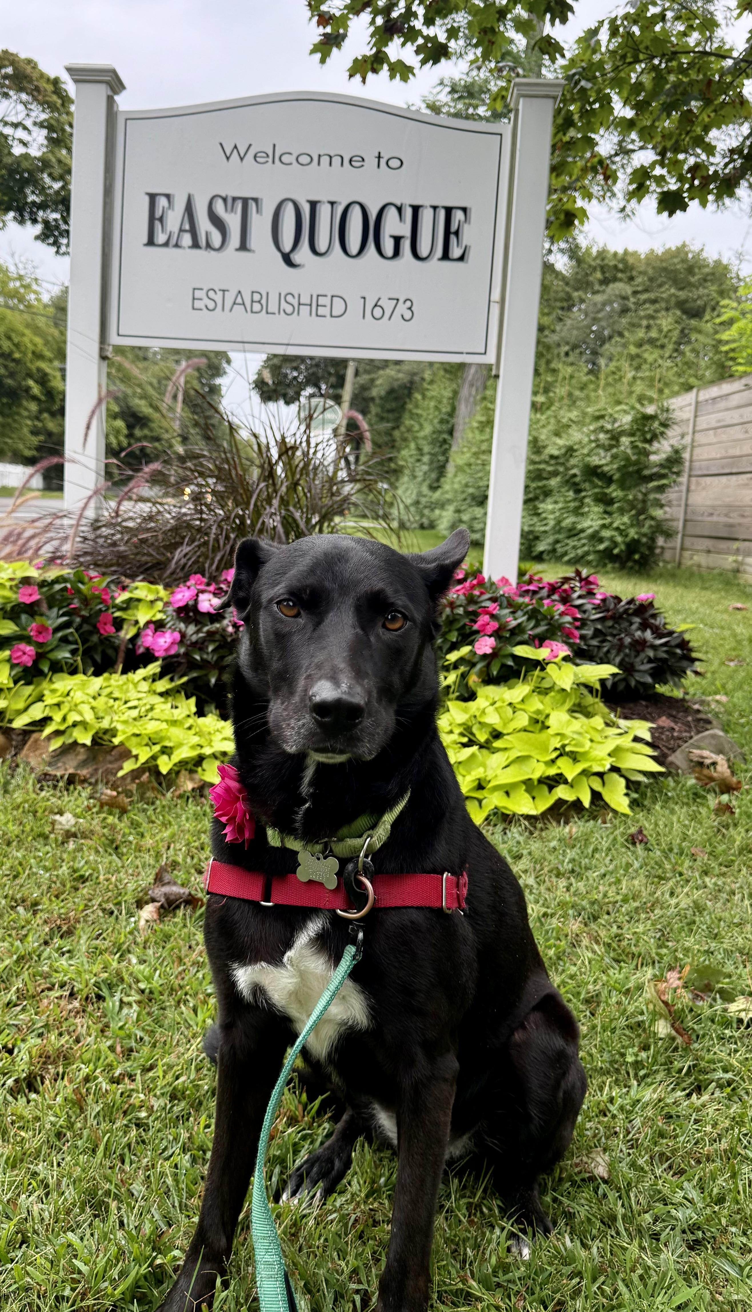 Enlarge Sadie, a Adoptable mixed breed in Harrison, NY image 3/6