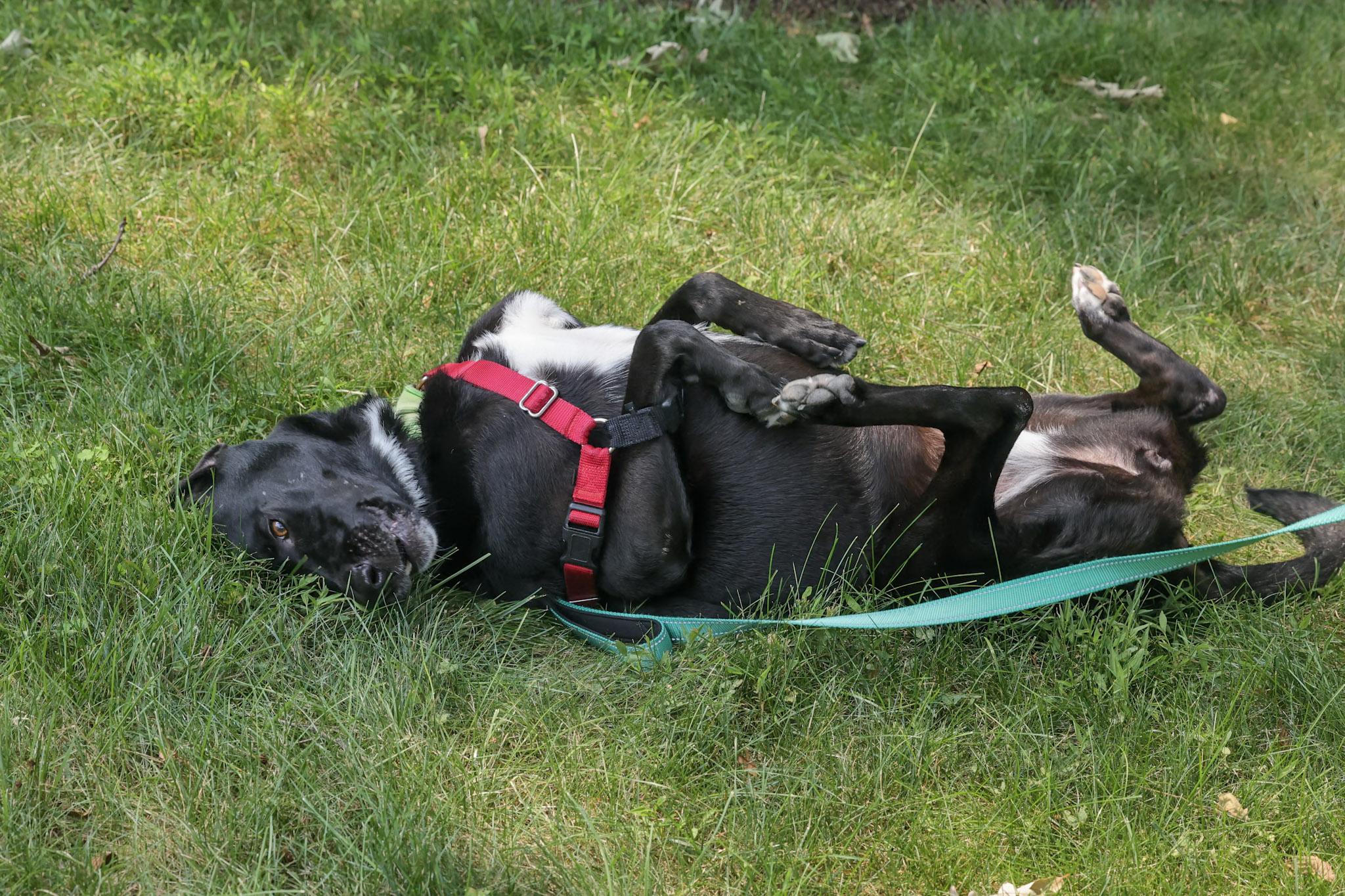 Enlarge Sadie, a Adoptable mixed breed in Harrison, NY image 6/6