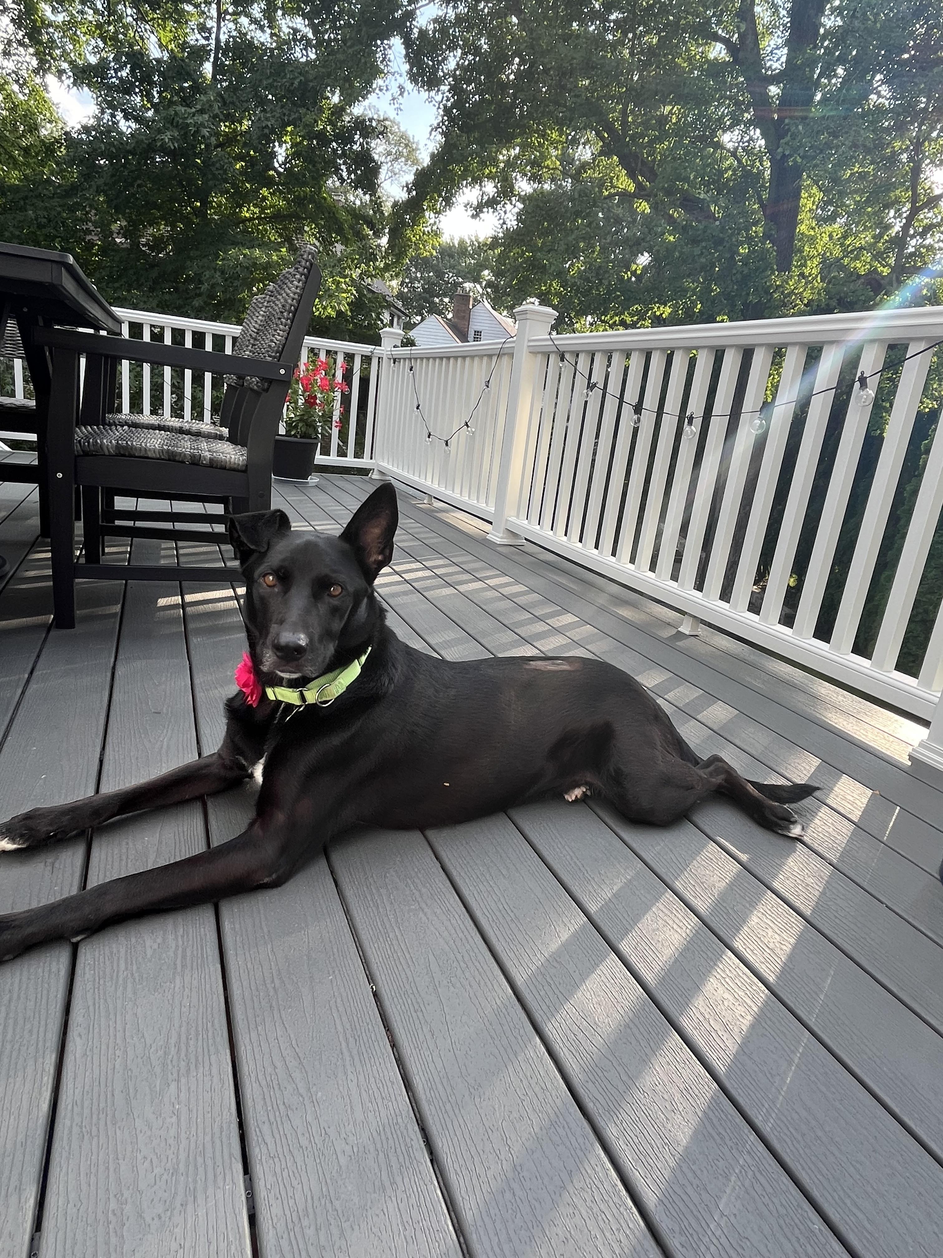 Enlarge Sadie, a Adoptable mixed breed in Harrison, NY image 4/6