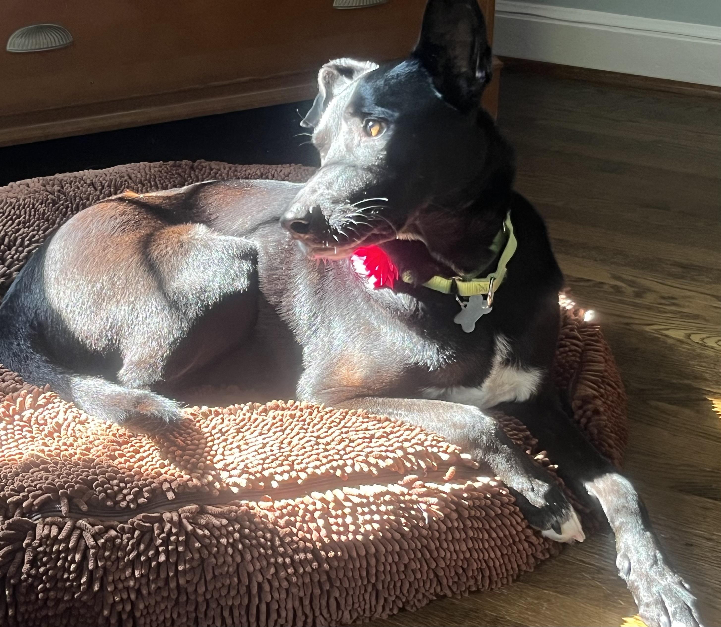 Enlarge Sadie, a Adoptable mixed breed in Harrison, NY image 5/6