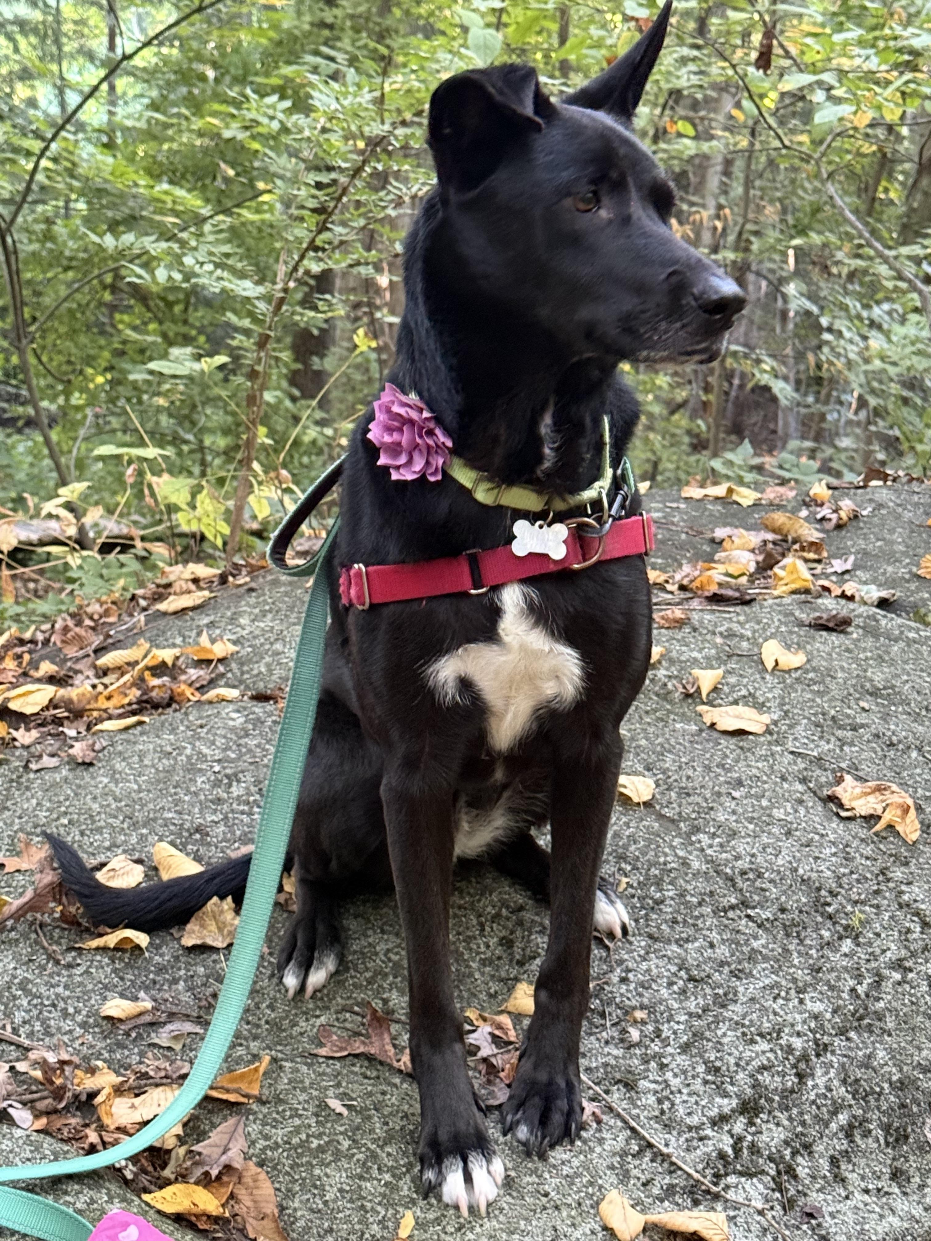 Sadie, Adoptable, Young Female Shepherd & Black Labrador Retriever.