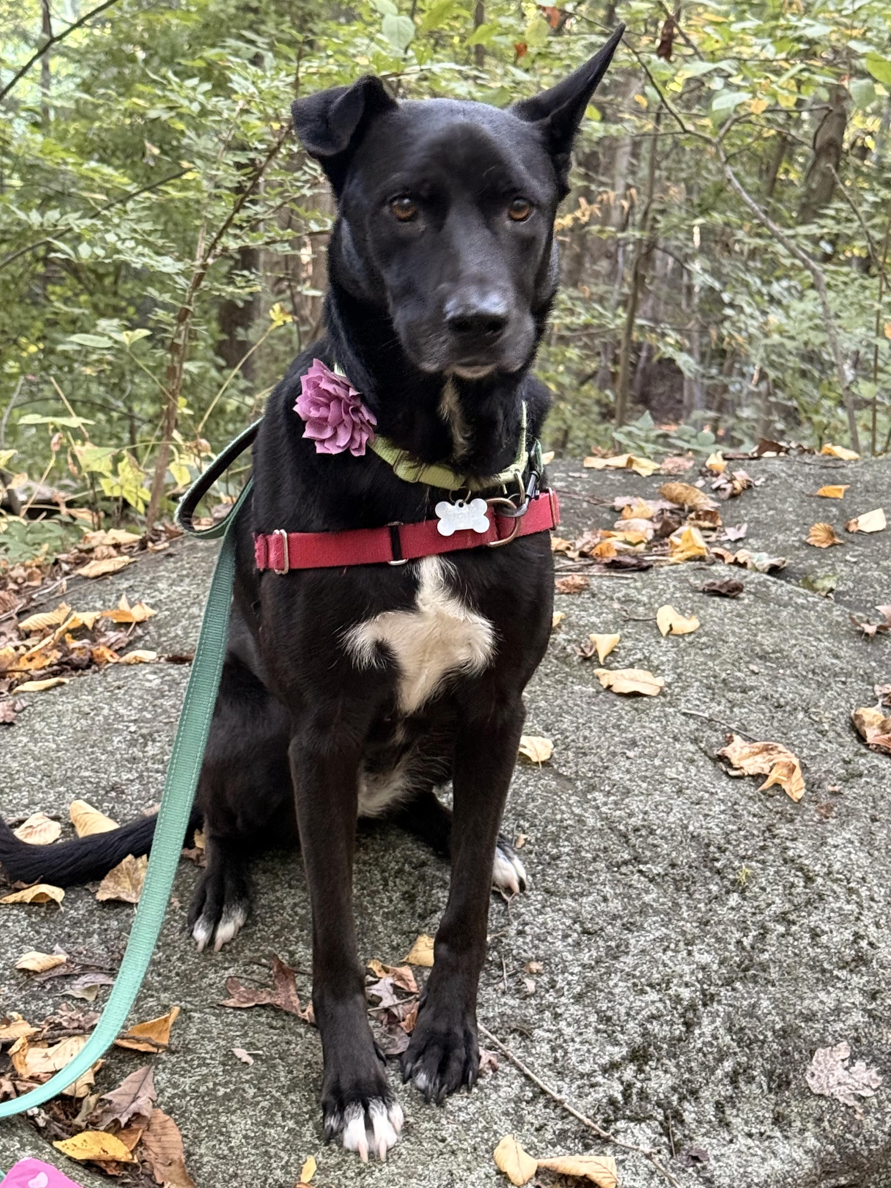 Enlarge Sadie, a Adoptable mixed breed in Harrison, NY image 2/6
