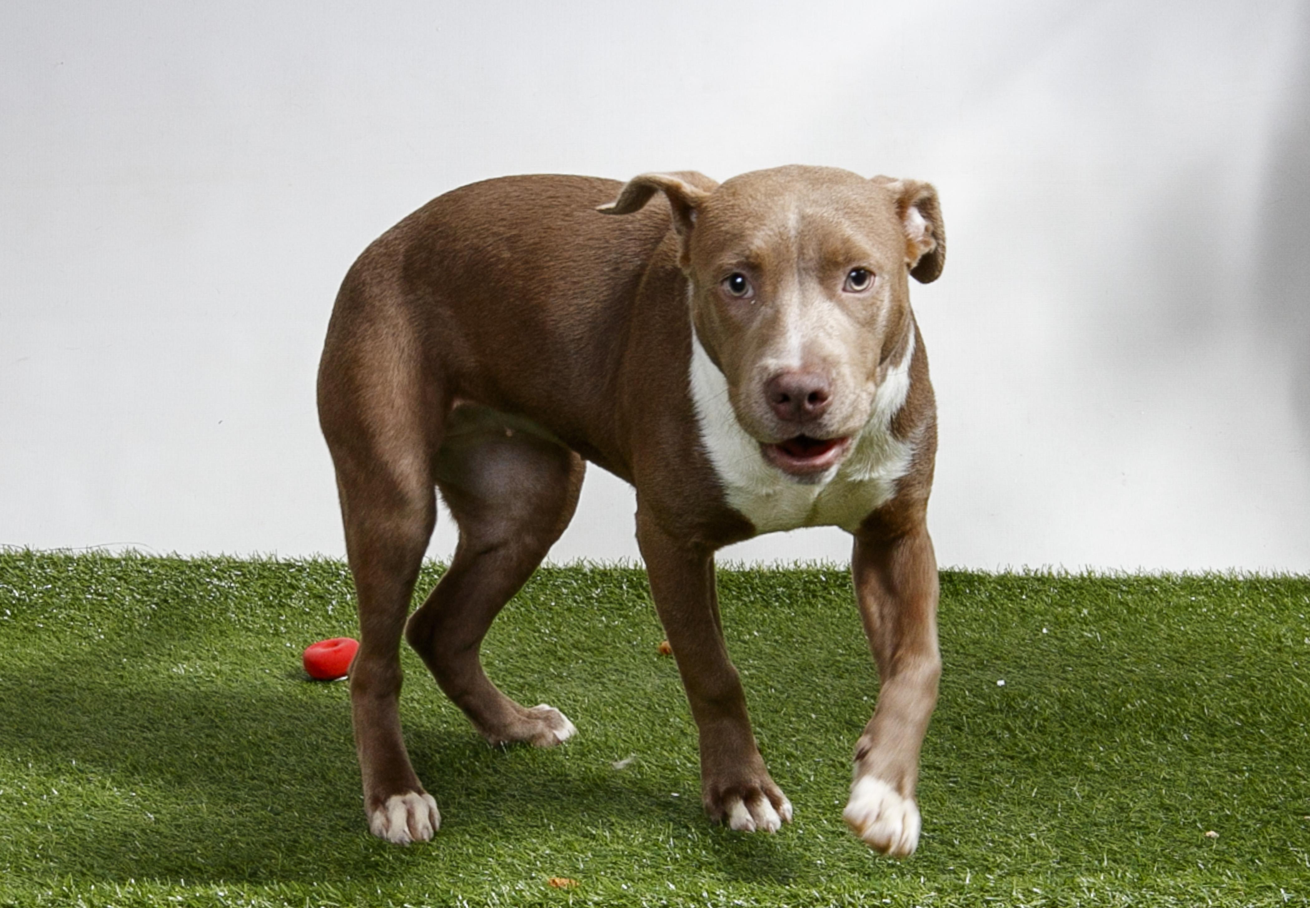 Enlarge Sunflower, a Adoptable Pit Bull Terrier in Harvey , LA image 2/3