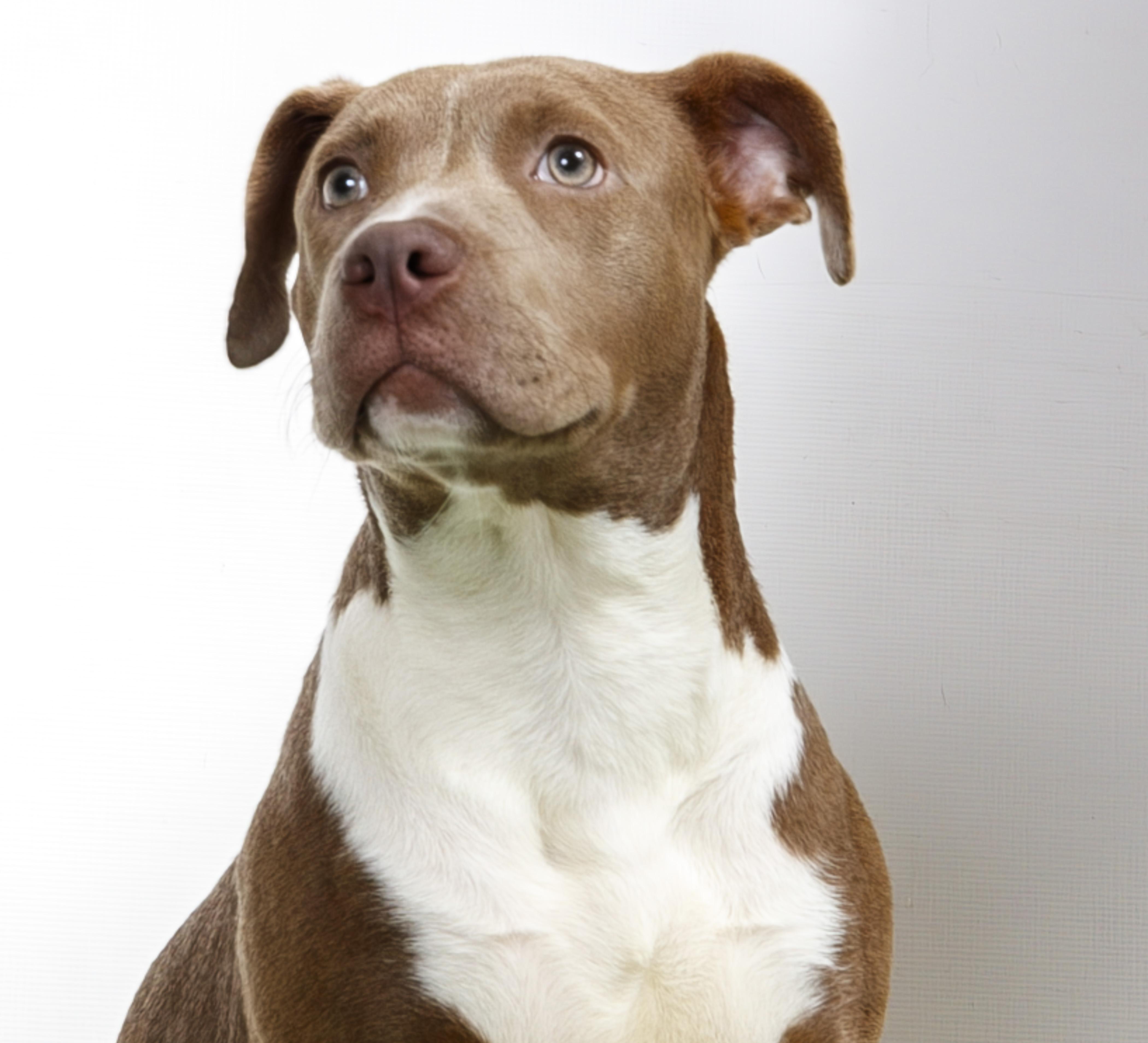 Enlarge Sunflower, a Adoptable Pit Bull Terrier in Harvey , LA image 1/3