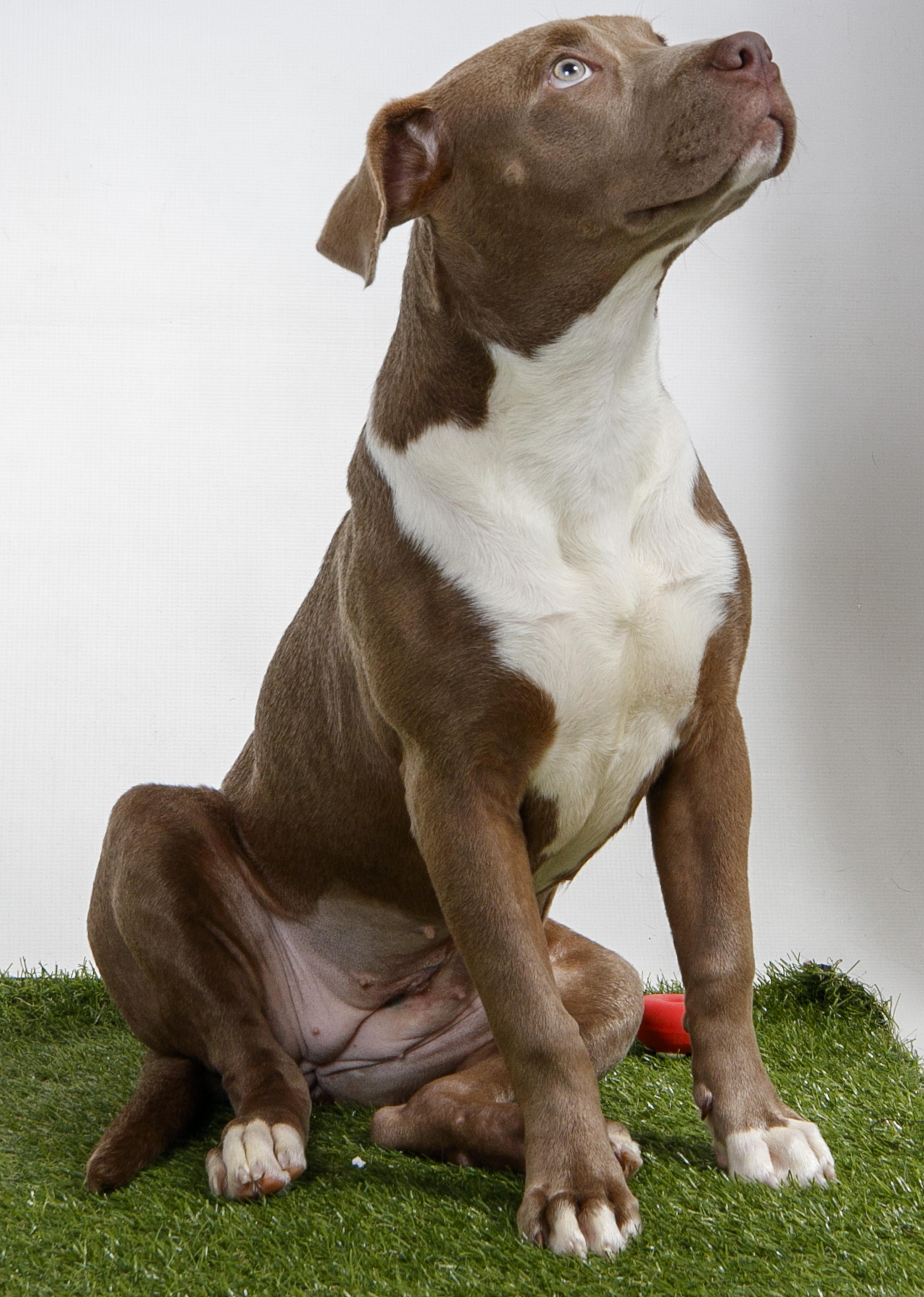 Enlarge Sunflower, a Adoptable Pit Bull Terrier in Harvey , LA image 3/3