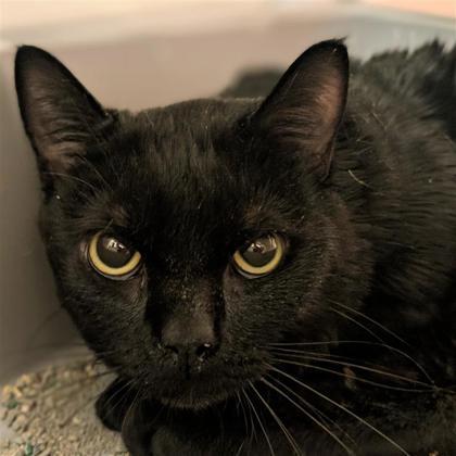 Enlarge Charlie, a ADOPTABLE Domestic Short Hair in Hilliard, OH image 1/1