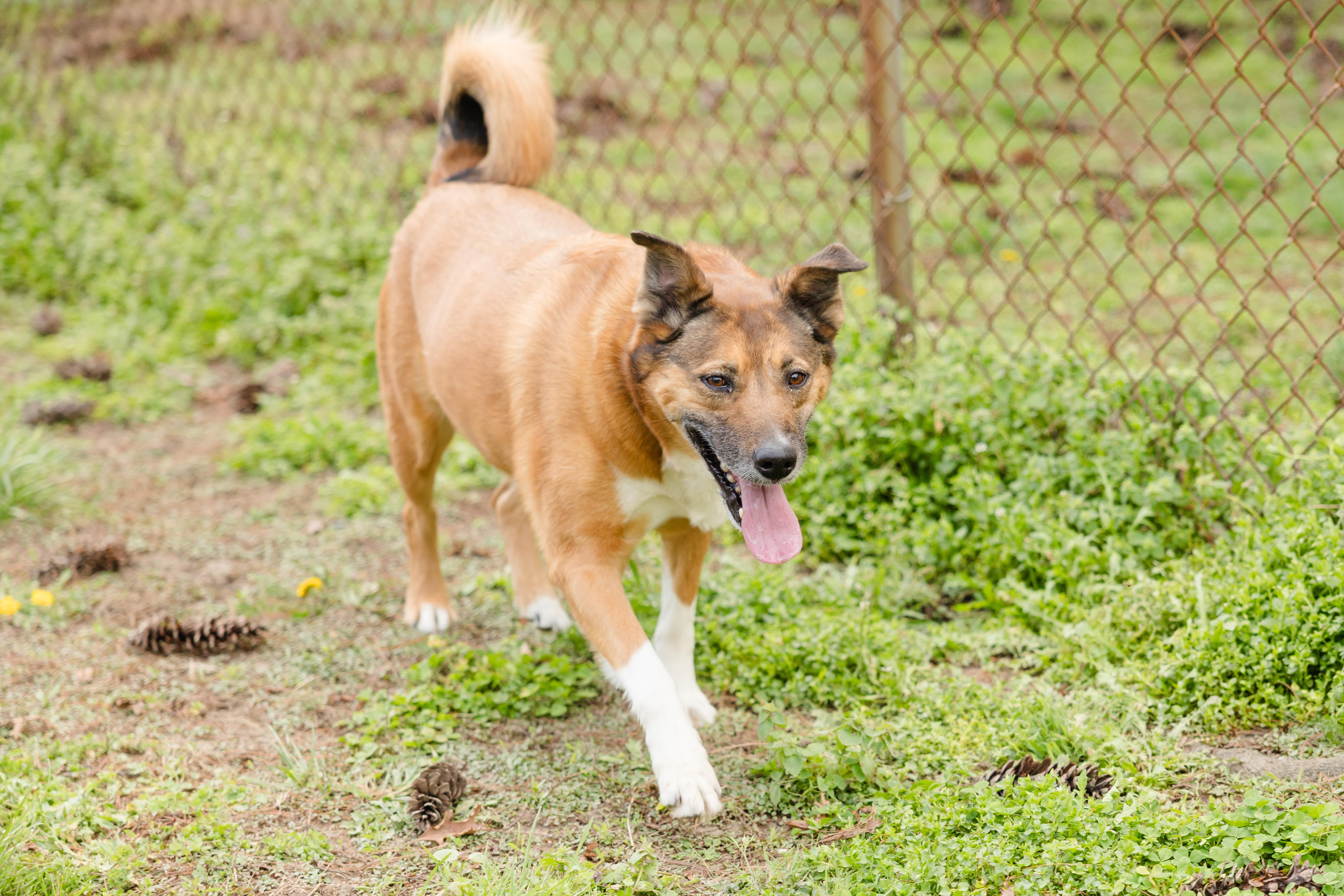 Enlarge Bonnie, a ADOPTABLE mixed breed in Newburgh, IN image 1/2